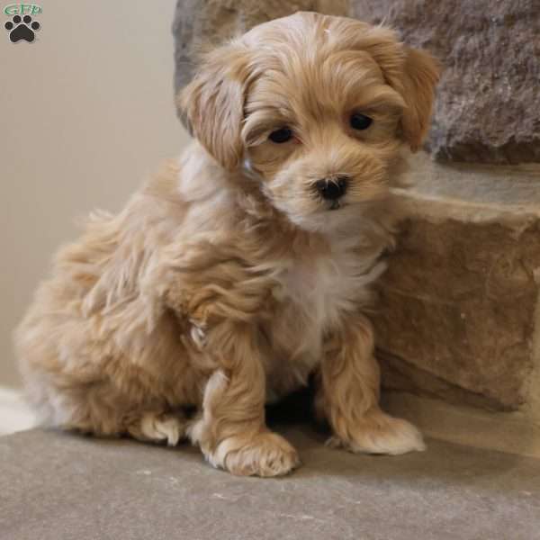 Malinda, Maltipoo Puppy