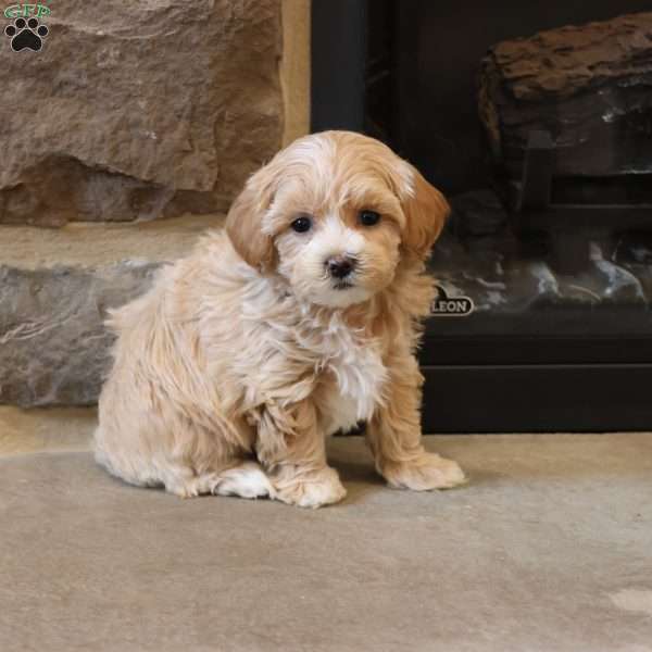 Marion, Maltipoo Puppy