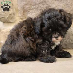 Sam, Shih-Poo Puppy