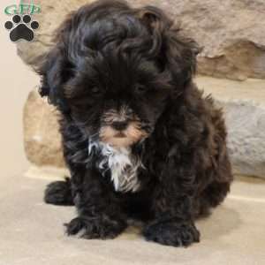 Sam, Shih-Poo Puppy