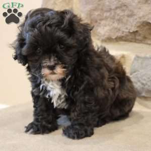 Sam, Shih-Poo Puppy