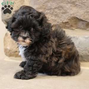 Sam, Shih-Poo Puppy