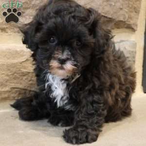 Sam, Shih-Poo Puppy