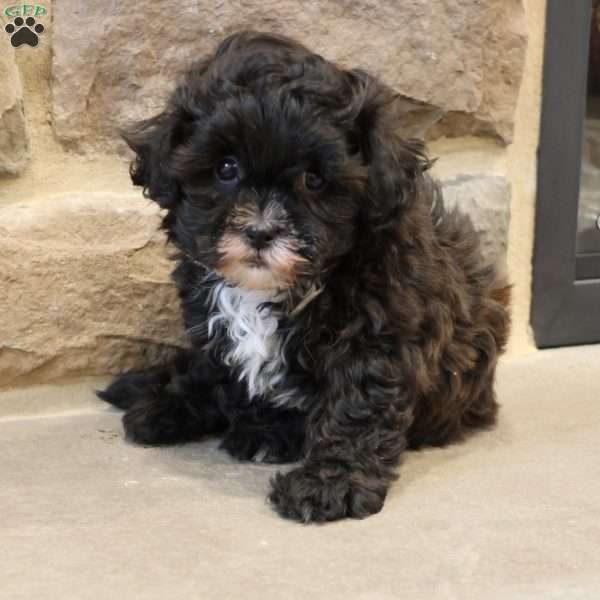 Sam, Shih-Poo Puppy