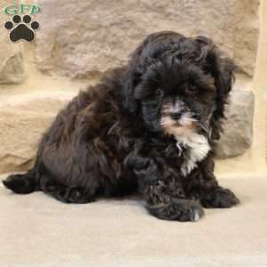 Sam, Shih-Poo Puppy