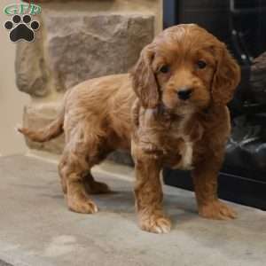 Christi, Cockapoo Puppy
