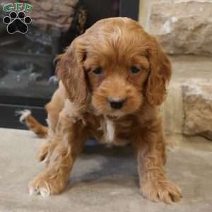 Christi, Cockapoo Puppy