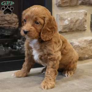 Christi, Cockapoo Puppy