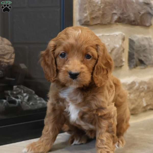 Christi, Cockapoo Puppy