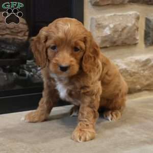 Christi, Cockapoo Puppy