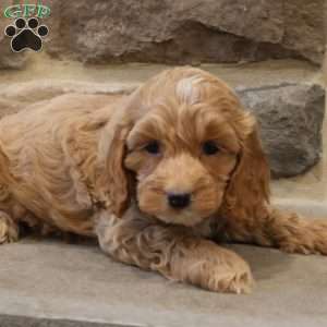 Christa, Cockapoo Puppy