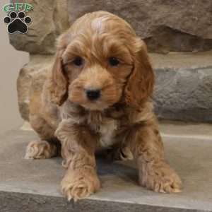 Christa, Cockapoo Puppy