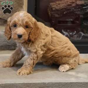 Christa, Cockapoo Puppy