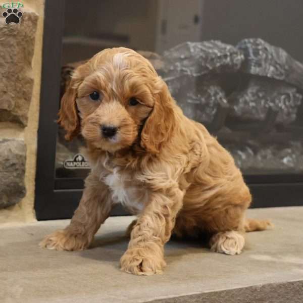 Christa, Cockapoo Puppy