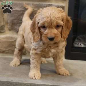 Chris, Cockapoo Puppy
