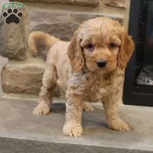 Chris, Cockapoo Puppy