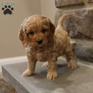 Chris, Cockapoo Puppy