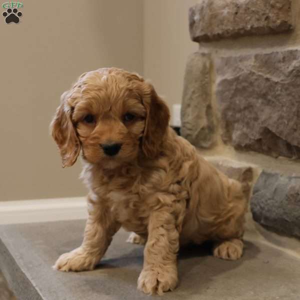 Chris, Cockapoo Puppy