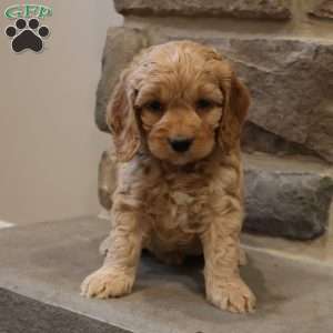 Chris, Cockapoo Puppy