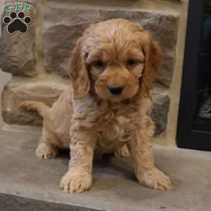Chris, Cockapoo Puppy
