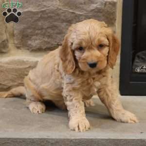 Chris, Cockapoo Puppy