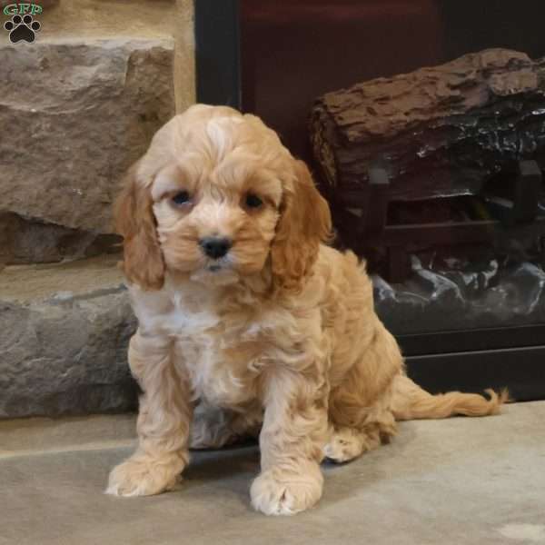 Christina, Cockapoo Puppy