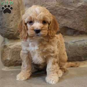 Christina, Cockapoo Puppy