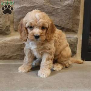 Christina, Cockapoo Puppy