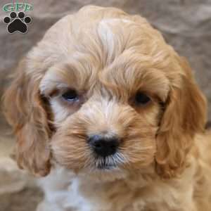 Christina, Cockapoo Puppy
