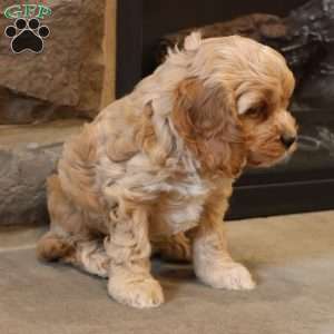 Christina, Cockapoo Puppy