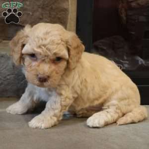 Ben, Bich-Poo Puppy