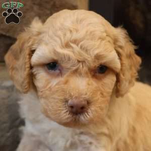 Ben, Bich-Poo Puppy