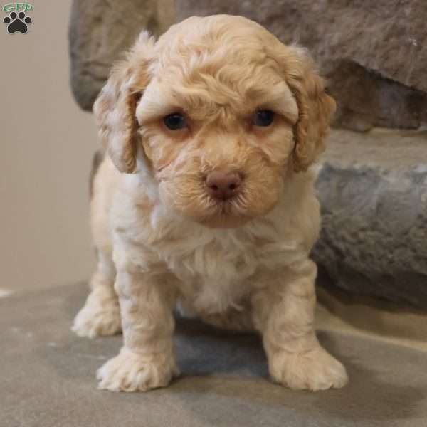 Ben, Bich-Poo Puppy