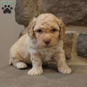 Ben, Bich-Poo Puppy