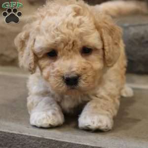 Brent, Bich-Poo Puppy