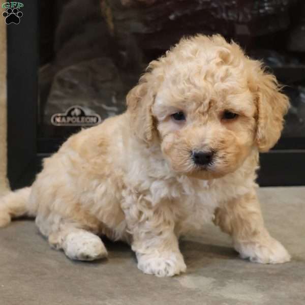 Brent, Bich-Poo Puppy