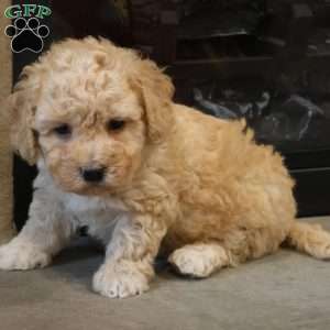 Brent, Bich-Poo Puppy