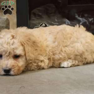 Brent, Bich-Poo Puppy