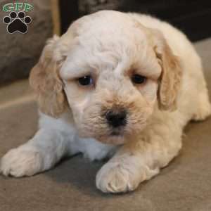 Bob, Bich-Poo Puppy