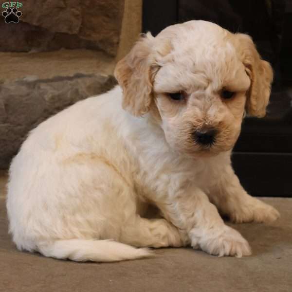 Bob, Bich-Poo Puppy