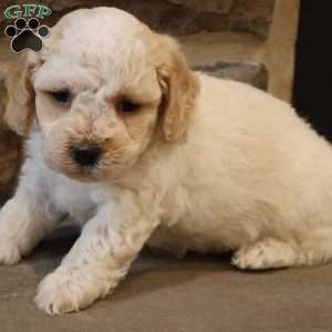 Bob, Bich-Poo Puppy