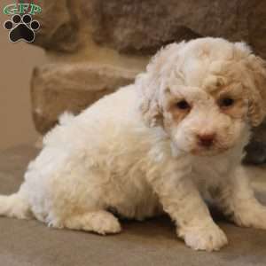 Brenda, Bich-Poo Puppy