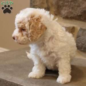 Brenda, Bich-Poo Puppy