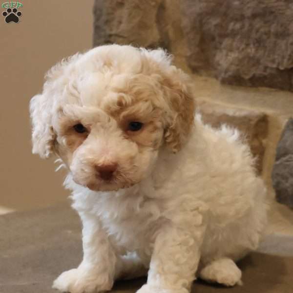 Brenda, Bich-Poo Puppy