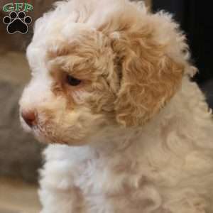 Brenda, Bich-Poo Puppy