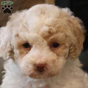 Brenda, Bich-Poo Puppy