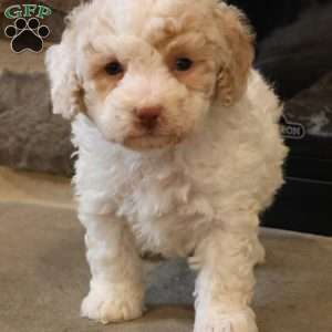 Brenda, Bich-Poo Puppy