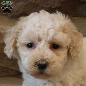Bailey, Bich-Poo Puppy