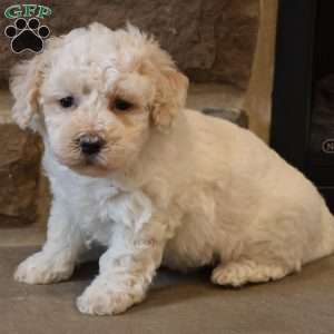 Bailey, Bich-Poo Puppy