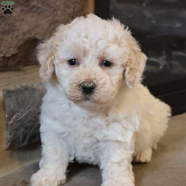 Bailey, Bich-Poo Puppy